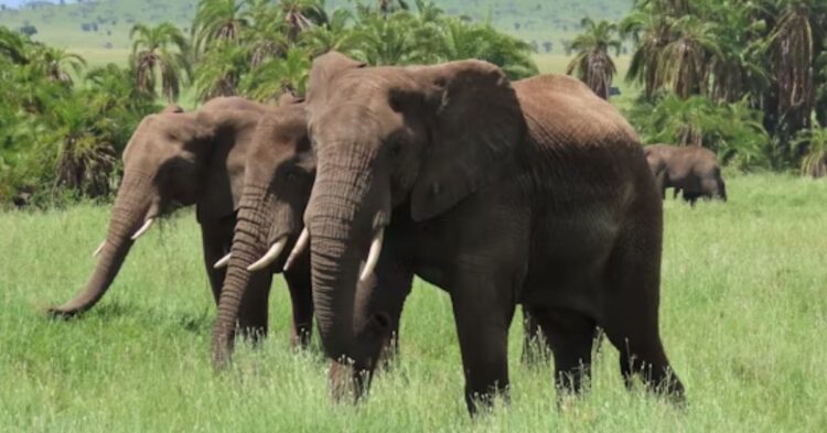 How These 10 Animals Mourn Their Loved Ones