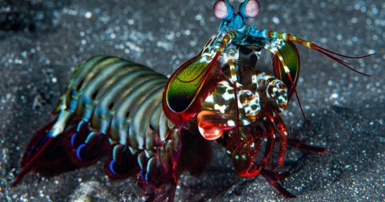 How The Mantis Shrimp Is Different From Almost Every Creature On The Planet