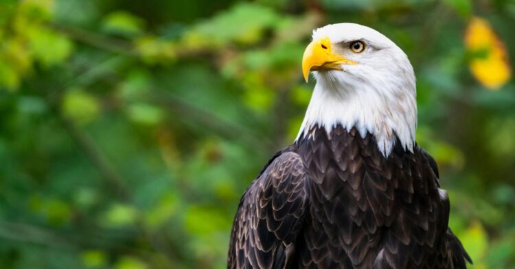 10 Wild Truths About Bald Eagles You Won’t Learn In School