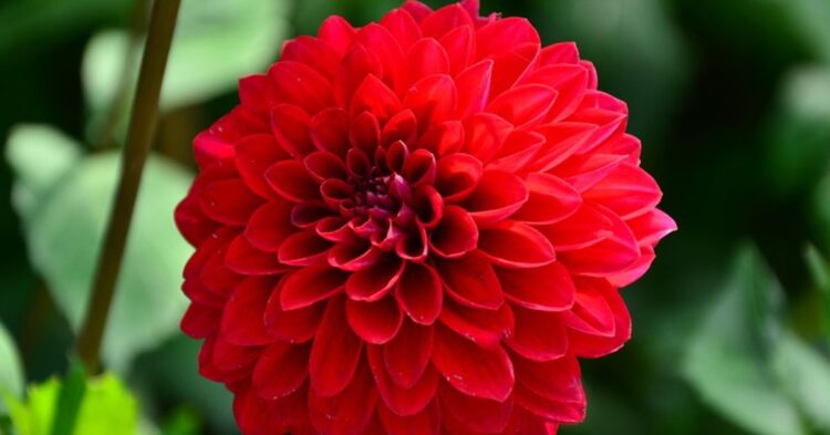 5 Bulbs To Brighten Your Garden FastâAnd 5 Worth The Wait