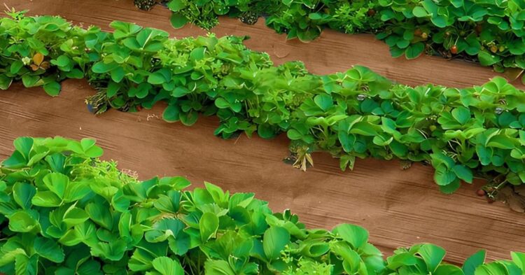 10 Genius Ways Cardboard Can Help Your Garden Thrive