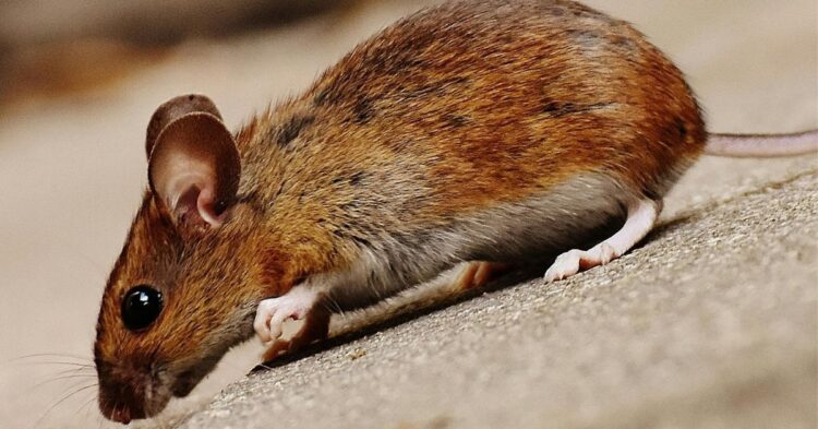 Keep Rats Away With These 20 Smells