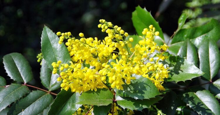 20 Evergreen Shrubs That Bring Year-Round Blooms