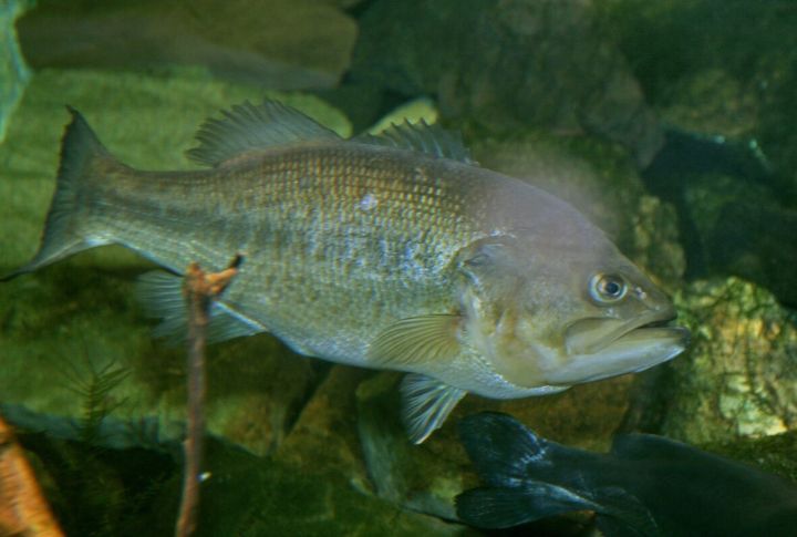 Mac Weakley’s "Dottie" Bass (California, 2006)