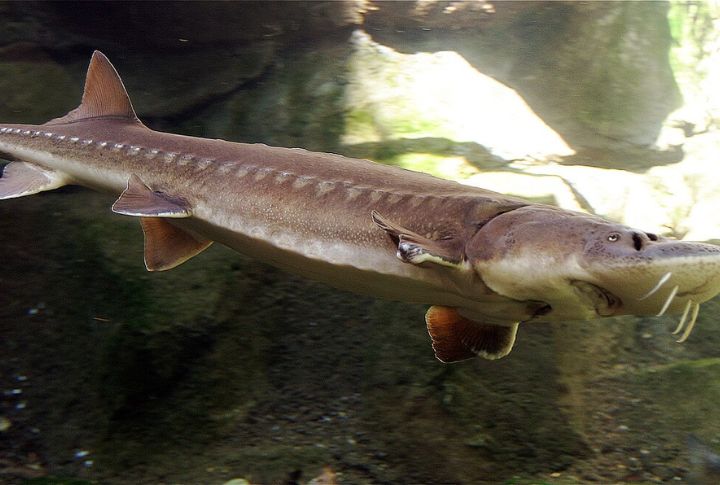Wisconsin DNR’s Lake Sturgeon (Wisconsin, 2012)