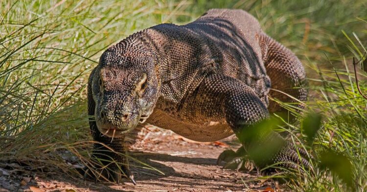 20 Animals That Use Poison As Their Best Defense