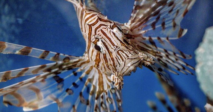20 Ocean Creatures That Could Ruin Your Caribbean Snorkel Trip