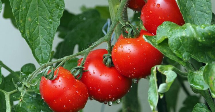 10 Bizarre Reasons People Once Feared Tomatoes