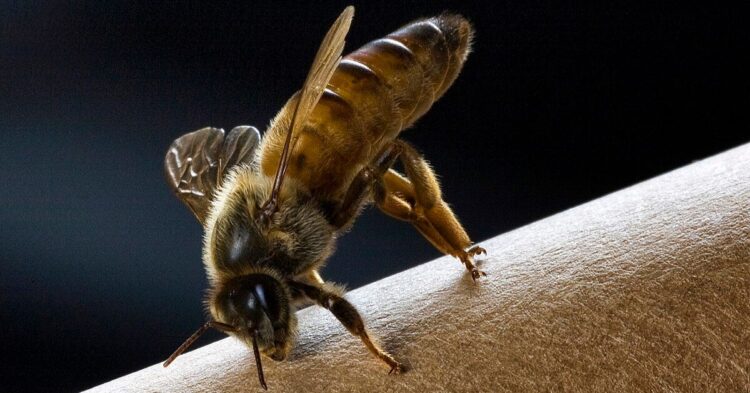 10 Queen Bee Secrets They Don’t Teach In School