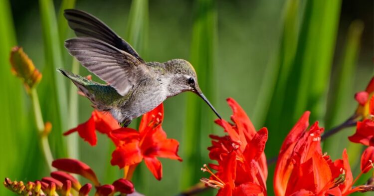Colorful Potting Tricks That Attract Hummingbirds Naturally