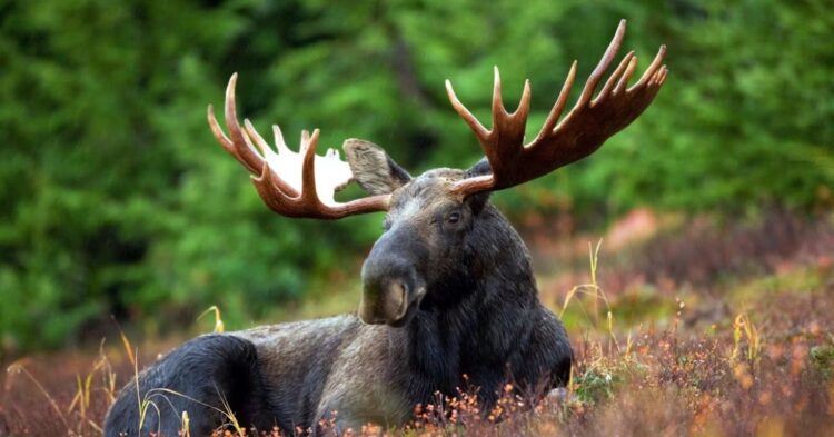 25 Supersized Animals That Rule The Planet