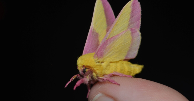10 Wildlife Species That Can Disguise Themselves As A Flower