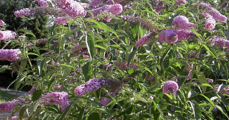 The Problem With Butterfly Bush Most DIY Gardeners Miss