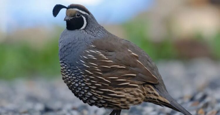 10 Surprising Advantages of Raising Quail Instead Of Chickens