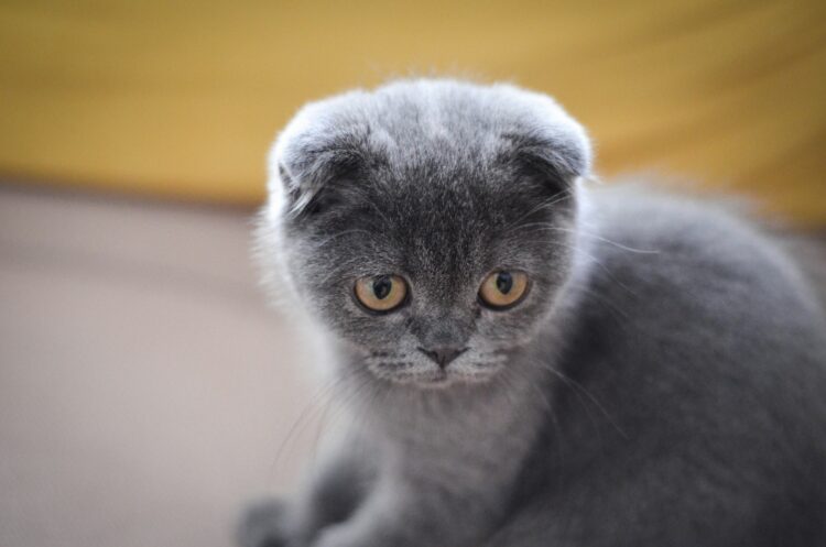 a gray cat sitting on top of a table