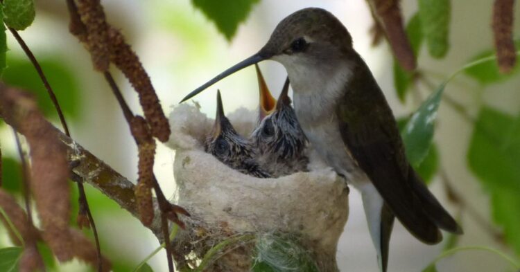 10 Unexpected Nesting Timelines Across The Bird World