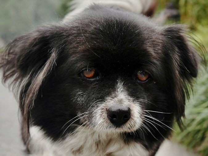 a black and white dog standing on a sidewalk