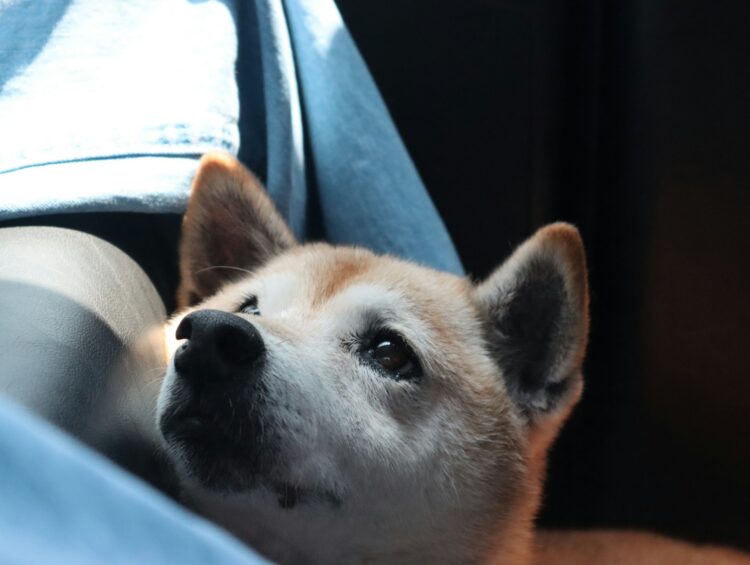 a dog looking out of a car window
