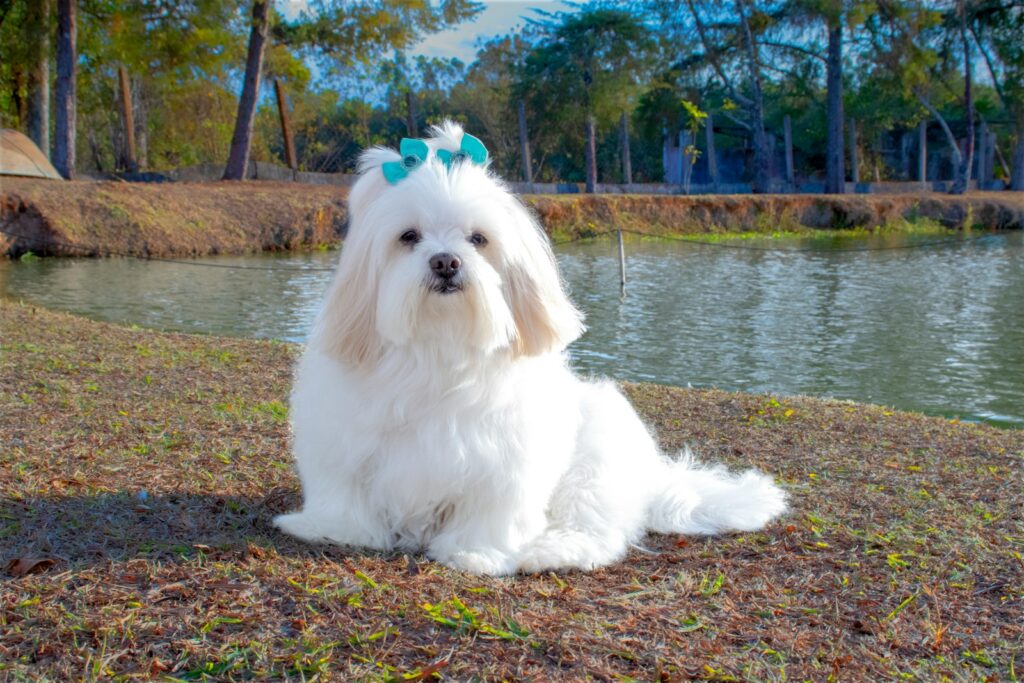 white long coat small dog sitting on grey concrete floor during daytime