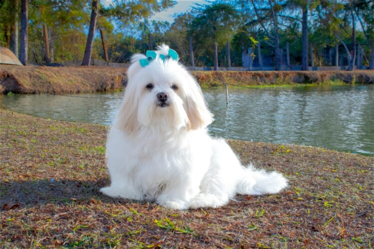 white long coat small dog sitting on grey concrete floor during daytime