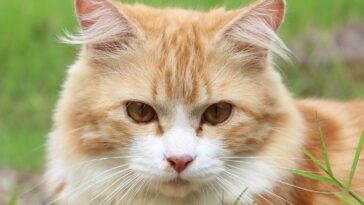 cat, feline, kitty, kitten, domestic cat, pet, nature, tabby, mammal, furry, animal, portrait, cat portrait