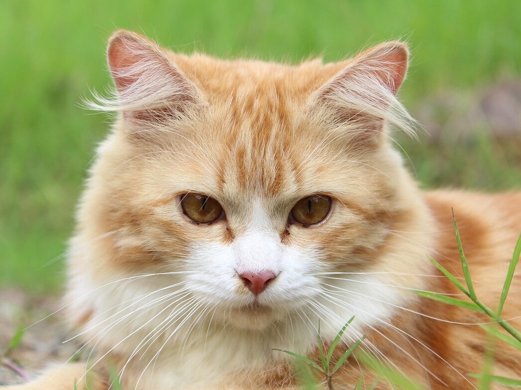 cat, feline, kitty, kitten, domestic cat, pet, nature, tabby, mammal, furry, animal, portrait, cat portrait