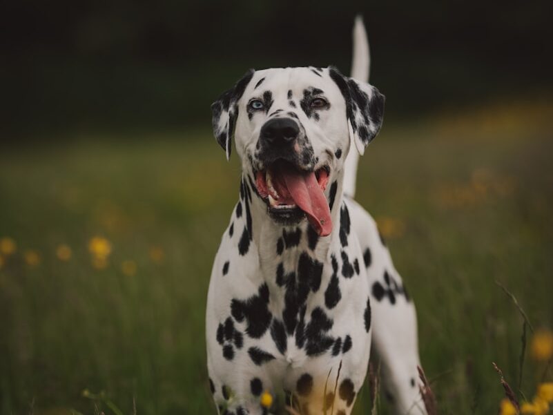 black and white dalmatian dog on green grass field during daytime