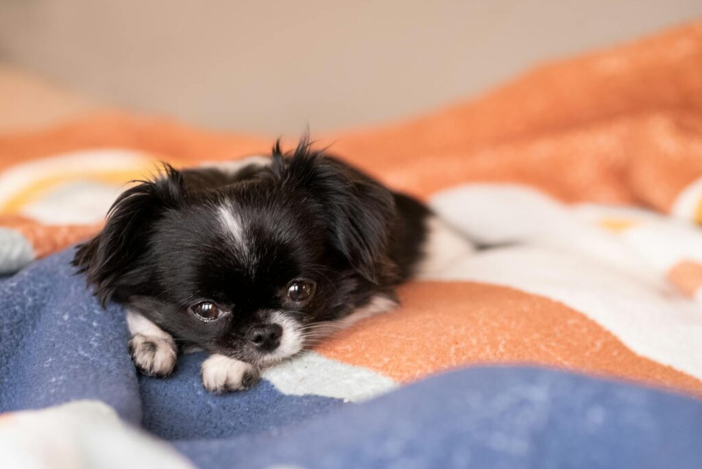 Cute Japanese Chin puppy resting on a cozy colorful blanket, capturing a warm and playful moment.