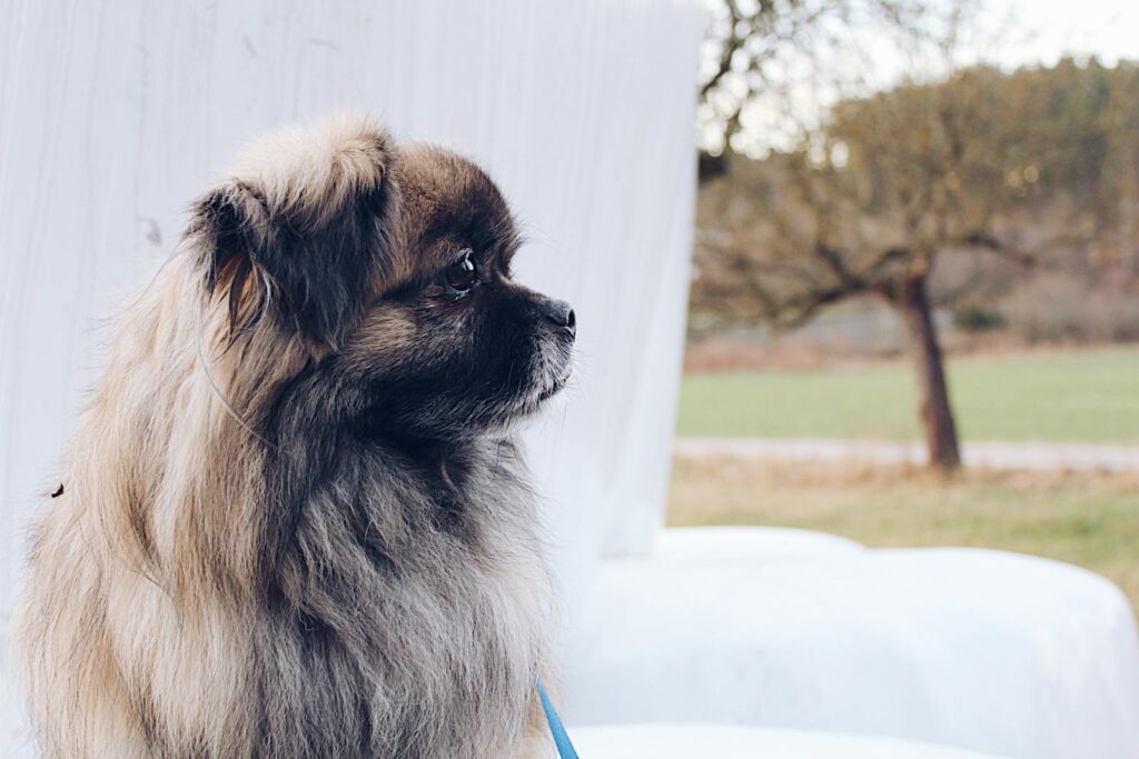 Charming portrait of a Pekingese dog sitting outdoors in a serene setting.