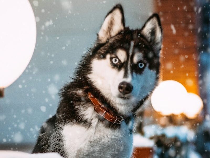 Charming Siberian Husky sitting in a snowy outdoor setting during twilight, surrounded by lamps.