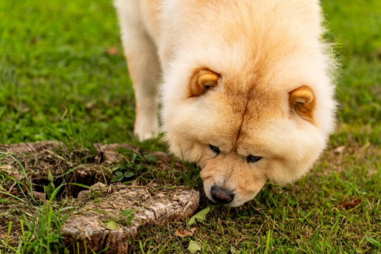 Fluffy Chow Chow dog exploring outdoors in a lush green field
