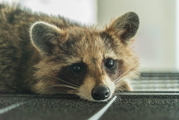 raccoon, cafe, animal, nature, pets, raccoon cafe, lassitude, pet