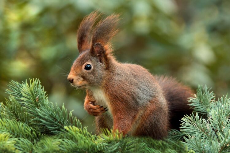 squirrel, attentive, nature, ears, cute, garden