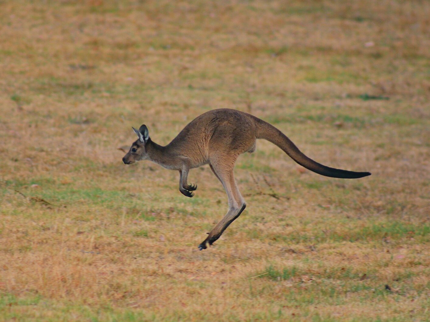 brown kangaroo jumping