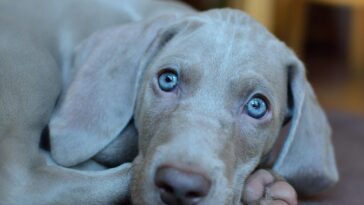 dog, puppy, weimaraner, pet, animal, domestic, portrait