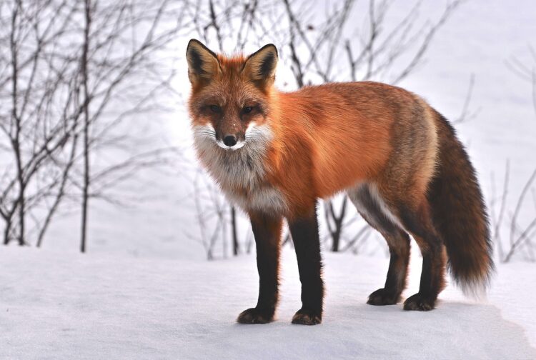 fox, nature, animals, roux, fauna, wild animal, snow, fox, fox, fox, fox, fox, animals, animals
