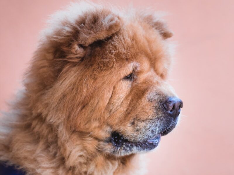 brown and white long coated dog