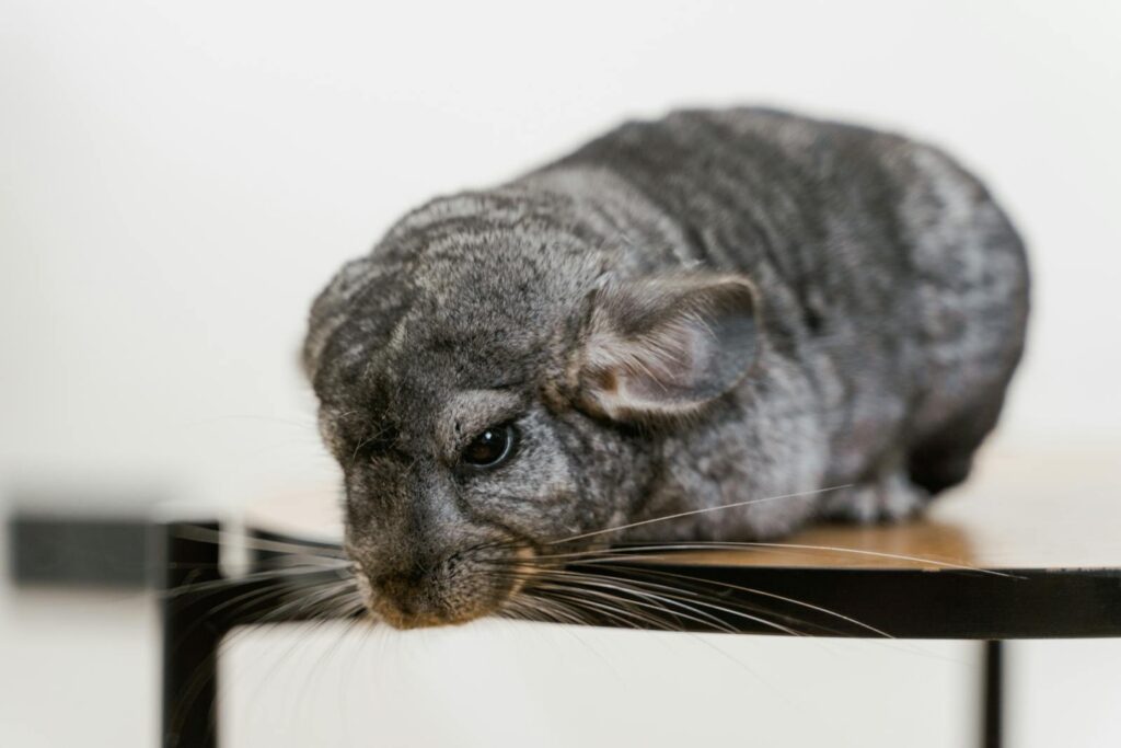 A detailed close-up of a Long-tailed Chinchilla resting on a table, showcasing its grey fur.