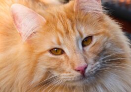 cat, animal, mammal, feline, pet, domestic, nature, portrait, domestic animal, fur, view, whiskers, breed cat, wildlife