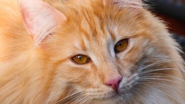 cat, animal, mammal, feline, pet, domestic, nature, portrait, domestic animal, fur, view, whiskers, breed cat, wildlife