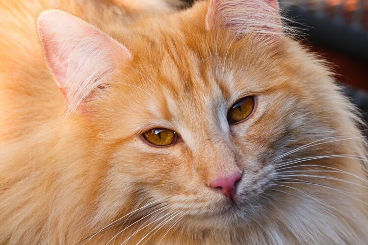 cat, animal, mammal, feline, pet, domestic, nature, portrait, domestic animal, fur, view, whiskers, breed cat, wildlife