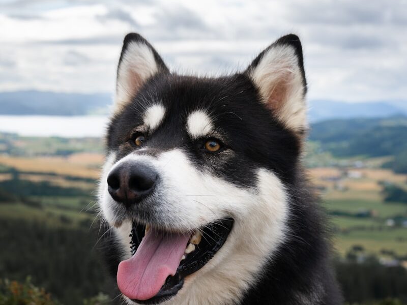 a dog with its tongue out