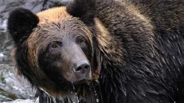 bear, brown bear, hokkaido brown bear, animal, wildlife, mammal, wild, nature, river, fur, predator, fauna, ussuri brown bear, ursus arctos lasiotus, ezo brown bear, hokkaido, japan