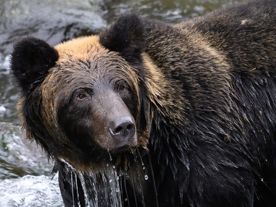 bear, brown bear, hokkaido brown bear, animal, wildlife, mammal, wild, nature, river, fur, predator, fauna, ussuri brown bear, ursus arctos lasiotus, ezo brown bear, hokkaido, japan