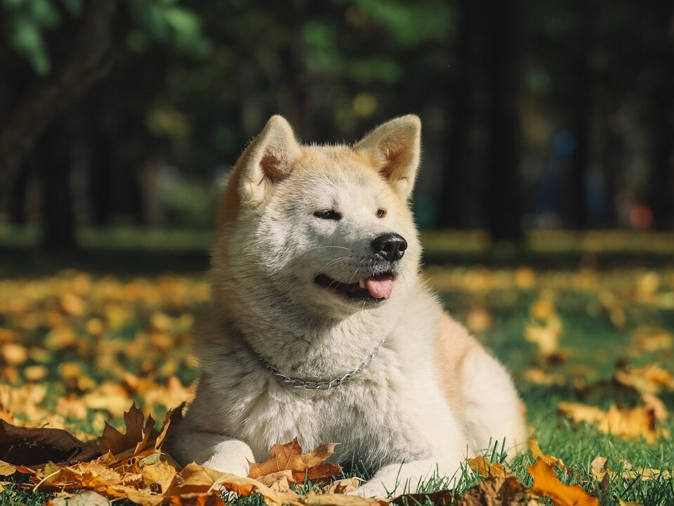 white and gray siberian husky lying on green grass field during daytime