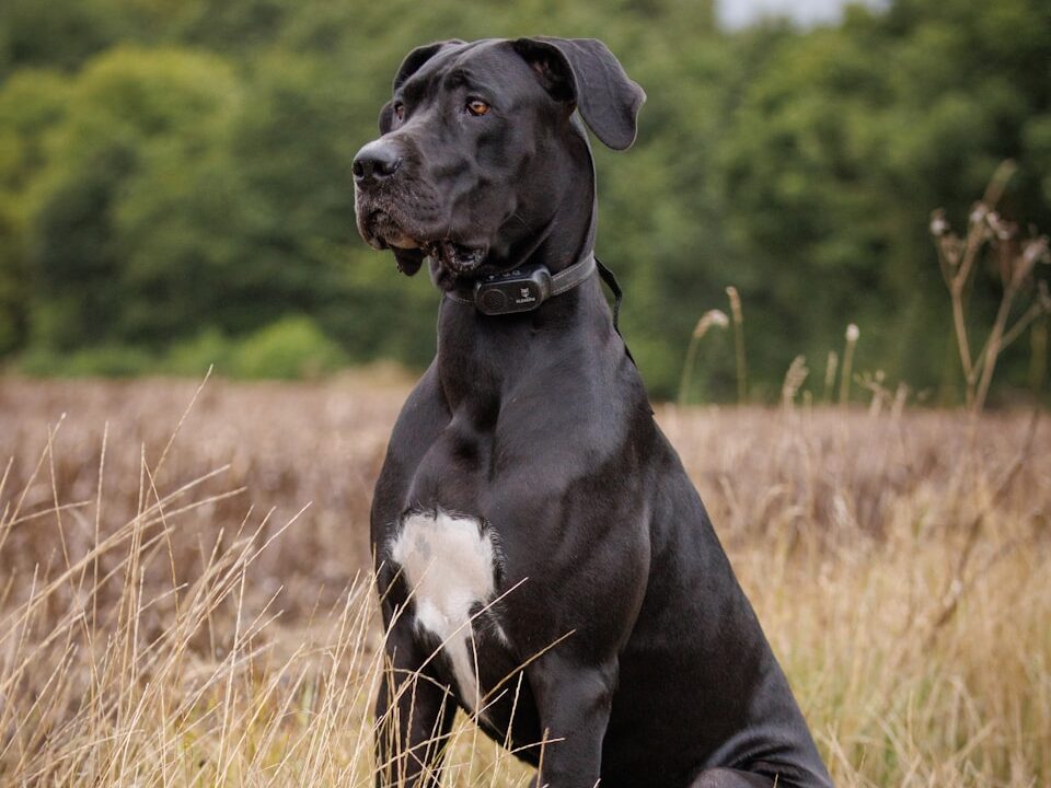 a black and white dog sitting in a field