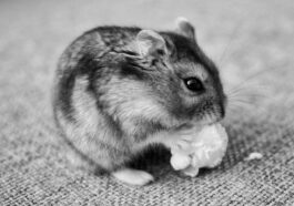 a small hamster eating something on a couch