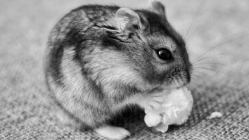 a small hamster eating something on a couch