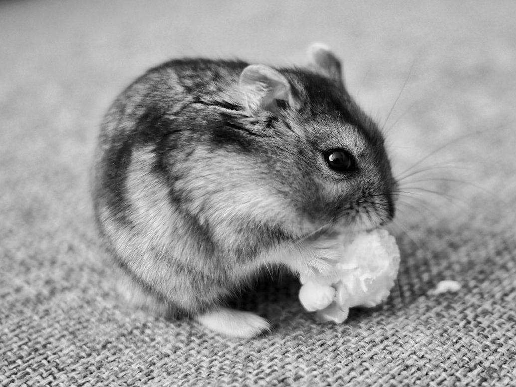 a small hamster eating something on a couch