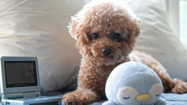brown toy poodle on bed